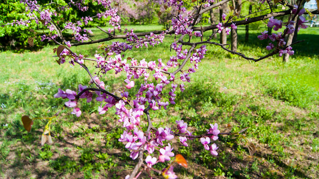 Весна в Кишинёве