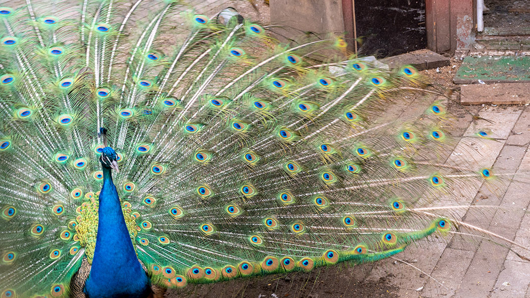 Peacock in an aviary on the park grounds