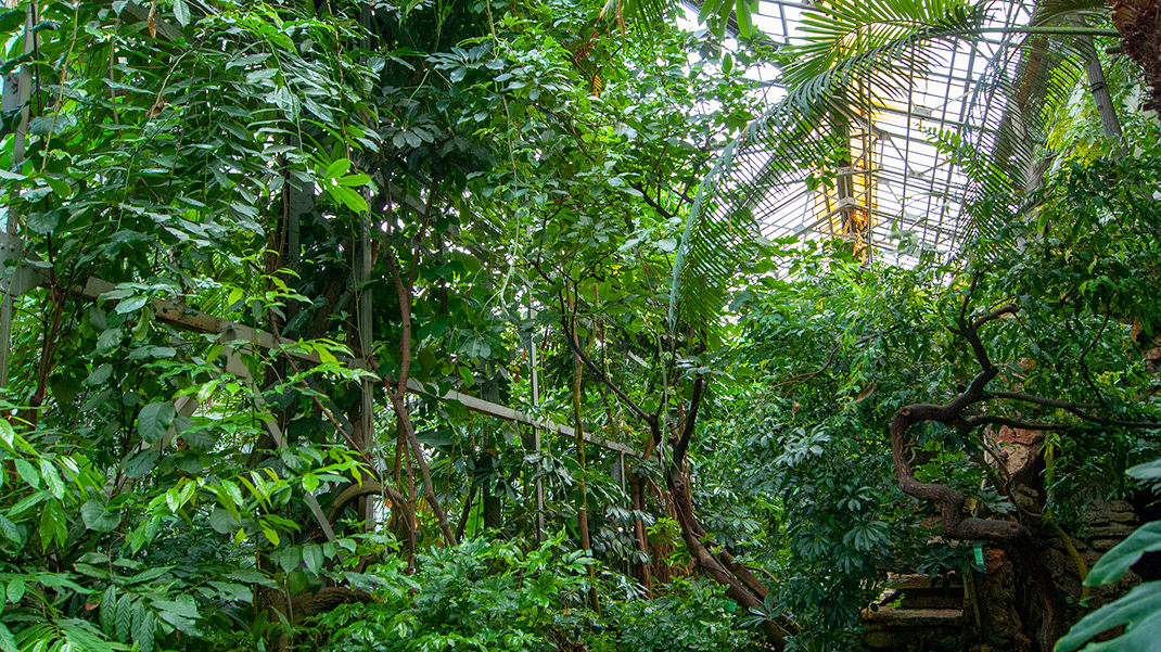 Настоящий тропический лес в стенах оранжереи