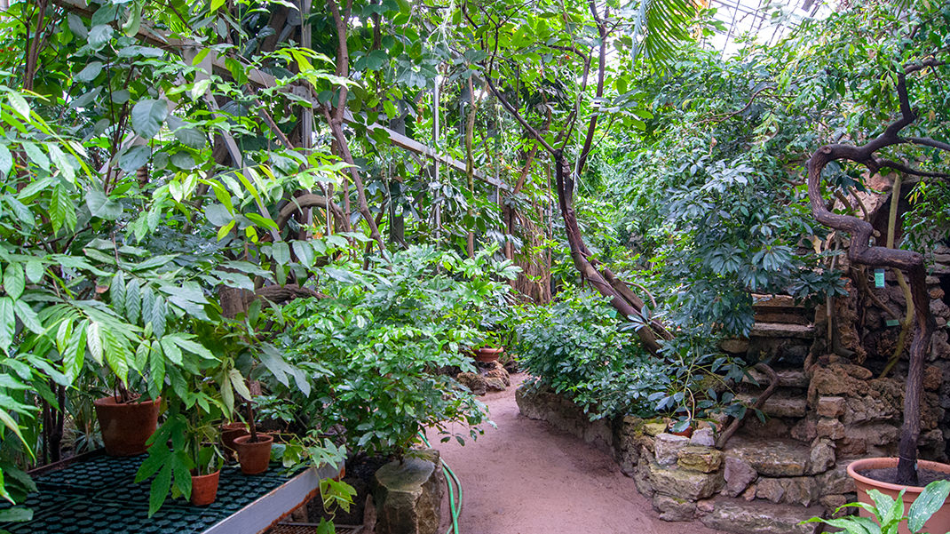 Тропический маршрут по Ботаническому саду
