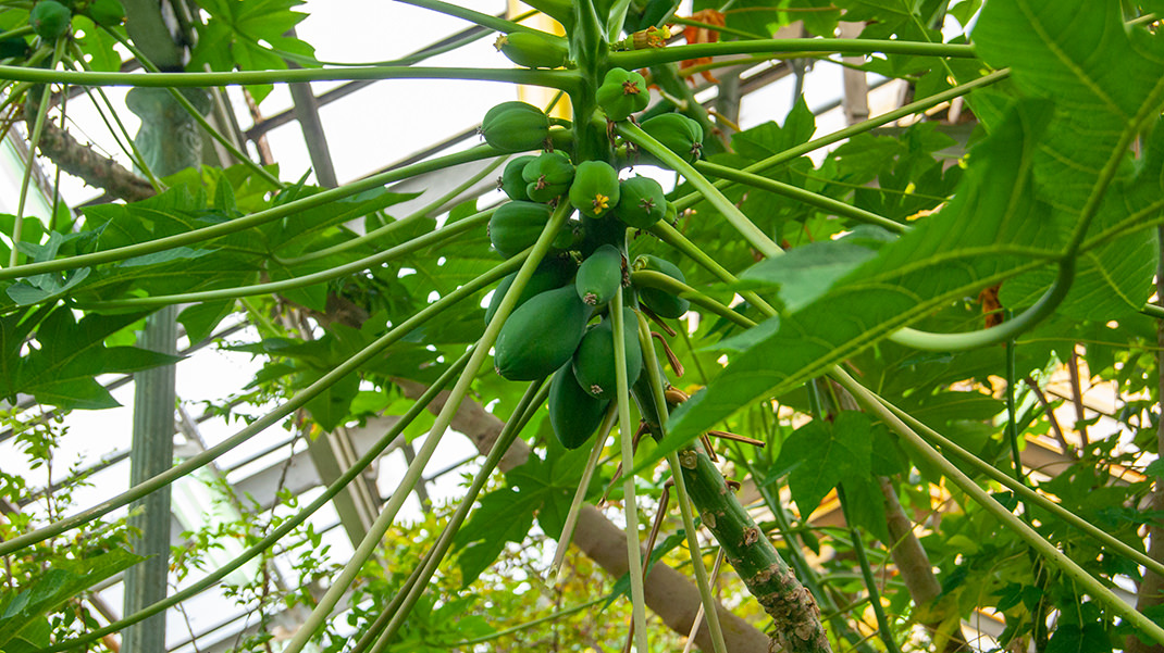 Плоды папайи