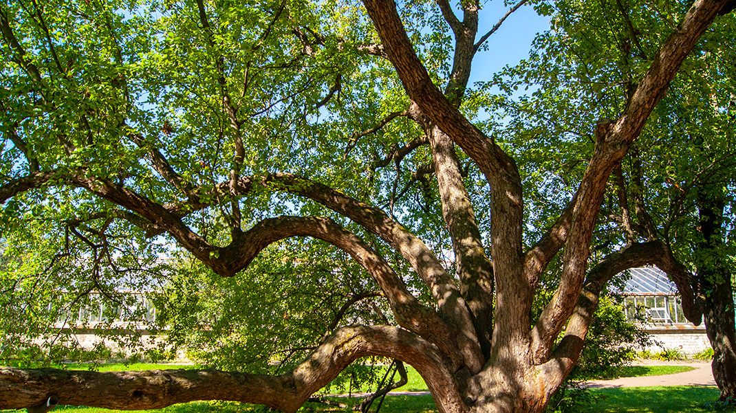 Яблоня маньчжурская, считается одним из старейших деревьев в Европе