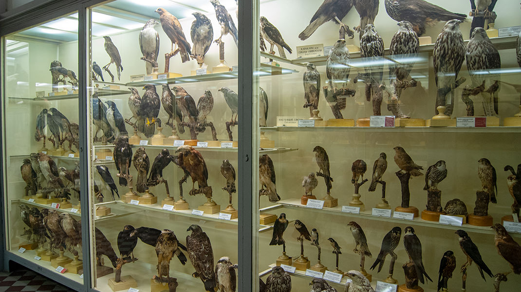 Музей содержит огромную коллекцию птиц