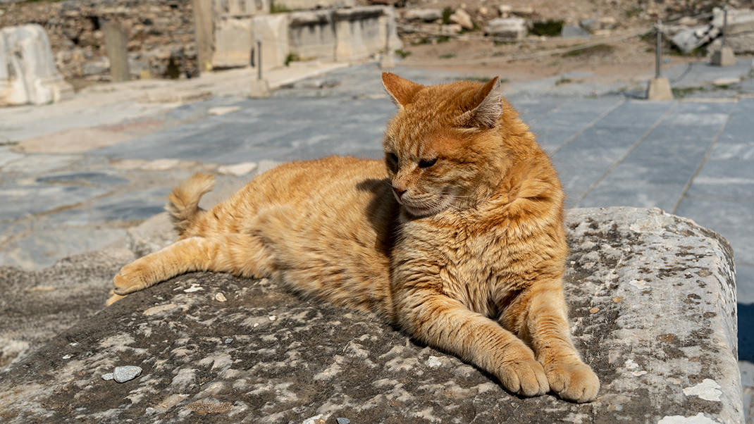 As everywhere in Turkey, there are many cats here