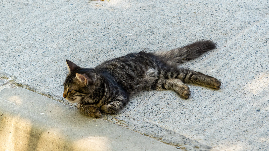 Здесь, как и во всём Стамбуле можно встретить большое количество котов