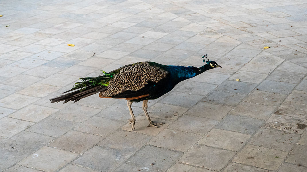 Another peafowl